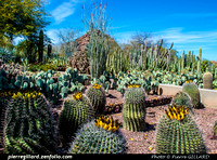 Phoenix - Desert Botanical Garden
