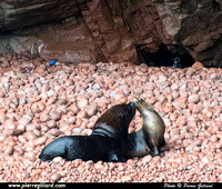 Reserva Nacional Islas Ballestas