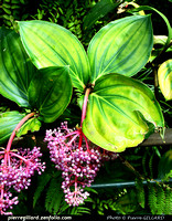 Jardin botanique