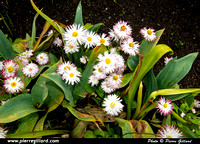 Brentwood Bay - Jardins Butchart